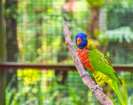 Rainbow loreeket Stock Photos