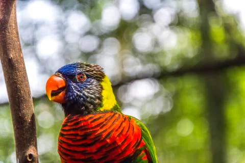 Rainbow loreeket Stock Photos