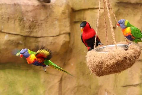 Rainbow Lorikeet and Lorius lory Stock Photos