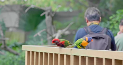 Rainbow lorikeet and red-collared lorikeet perched on aviary railing Stockbeeldmateriaal 348553876