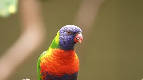 Rainbow lorikeet in Australia Stock Footage 327670304