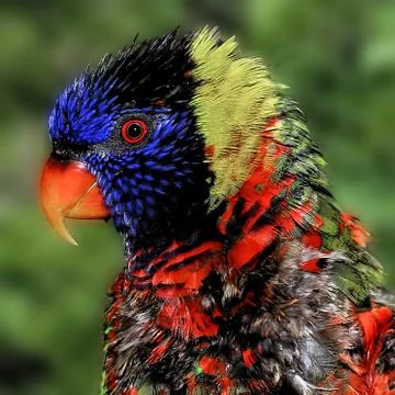 Rainbow lorikeet, Australian medium-sized parrot Stockfoto's
