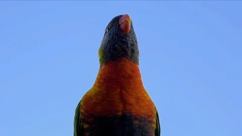 Rainbow Lorikeet.  Beautiful slow motion close up of a parakeet in Sydney Video stock 127351529