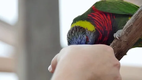 Rainbow Lorikeet bird eating nectar out of a hand Stock Footage 84286570