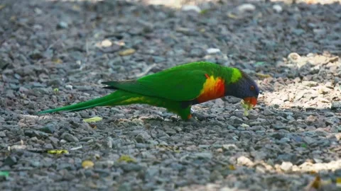 Rainbow lorikeet bird foraging and eating on a stony ground in bright sunlight Stock Footage 328533774