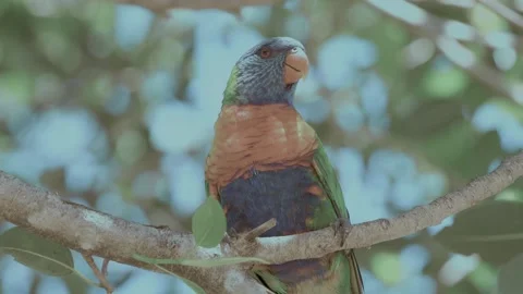 Rainbow Lorikeet bird. Multi color parrot. Stock Footage 242224904