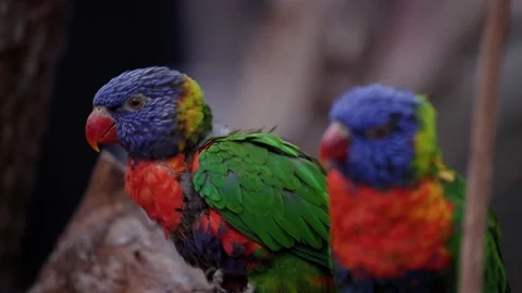 Rainbow Lorikeet Bird In Pair Perching On Trees With Blurry Background. Stock Footage 219639957