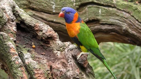 Rainbow Lorikeet Bird Parrot Perched on Tree and Flying Off in Australia Video stock 128165105
