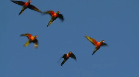Rainbow Lorikeet Birds Flock in Flight, Parrots, Parakeets 動画素材 5186466