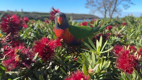 Rainbow Lorikeet in Bottlebrush Bush at Malabar Beach Stock-Footage 341783653