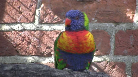 Rainbow lorikeet with bright feathers medium shot Stock Footage 28500380