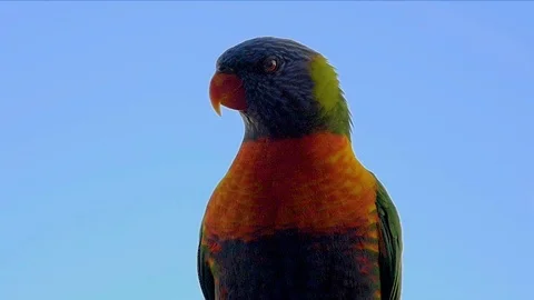 Rainbow Lorikeet close up. Stunning slow motion close up of a parakeet Video stock 127351518