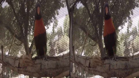 Rainbow Lorikeet Closeup 3D Stock Footage 52173650