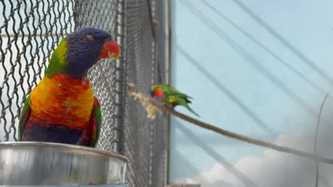 Rainbow Lorikeet Colorful Parrot Close Up Bird Enclosure Paris Zoo Feeding Bowl Stock-Footage 336560694