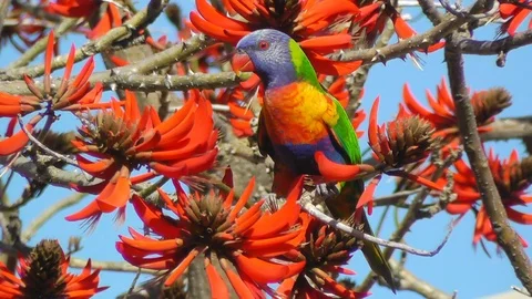 A Rainbow Lorikeet in a Coral Tree Stock-Footage 89736269
