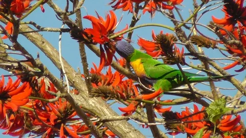 A Rainbow Lorikeet in a Coral Tree Video stock 89749346