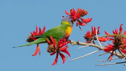 Rainbow Lorikeet in a Coral Tree Video stock 92190461