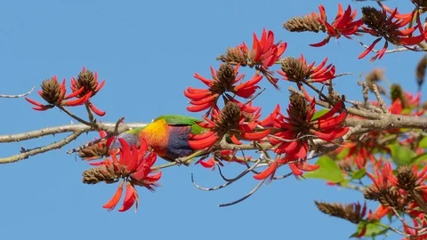 Rainbow Lorikeet in a Coral Tree Stock-Footage 92241322
