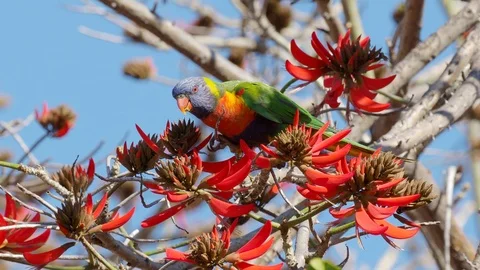 Rainbow Lorikeet in a Coral Tree Stock Footage 92297826