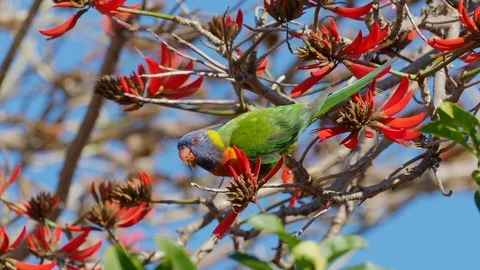 Rainbow Lorikeet in a Coral Tree Stock Footage 92487756