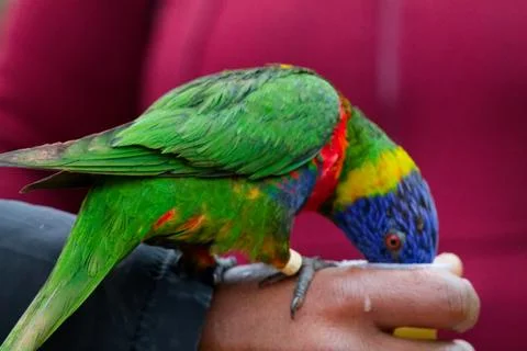 Rainbow Lorikeet Drinking from a Hand Stock Photos