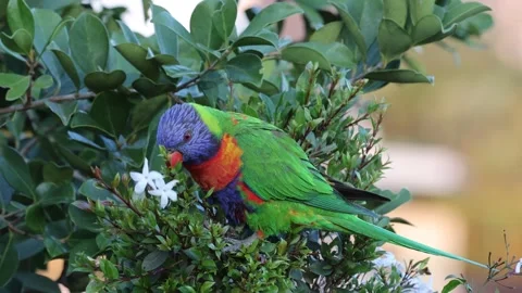 Rainbow Lorikeet Drinking Nectar from Flower 库存影片 253257523