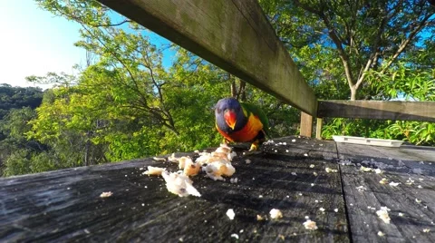 Rainbow Lorikeet Eating Bread on a Winter Afternoon  Stock Footage 66326554