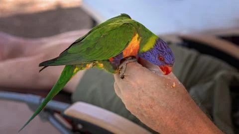 Rainbow lorikeet eating from hand Stock Photos