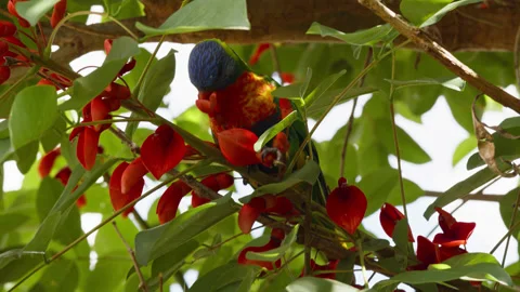Rainbow Lorikeet eats red coral tree flowers (Trichoglossus Moluccanus) Stock Footage 289347386