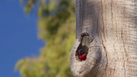 A Rainbow Lorikeet Emerging From Its Hollow. Stock Footage 244558203