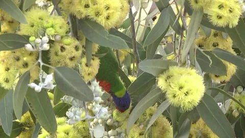 Rainbow Lorikeet feeding on eucalyptus flowers 스톡 동영상 80217080
