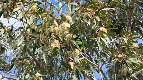 Rainbow Lorikeet Feeding on Eucalyptus Tree Blossoms in Australia Stock Footage 340305523