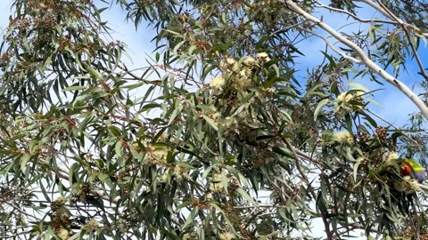 Rainbow Lorikeet Feeding on Eucalyptus Tree Blossoms in Australia Stock Footage 340869101