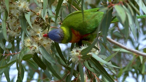 Rainbow Lorikeet Feeding on Eucalyptus Tree Flowers in Australia Stock Footage 341302822