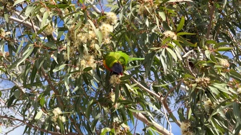 Rainbow Lorikeet Feeding on Eucalyptus Tree Blossoms Stock Footage 341536109