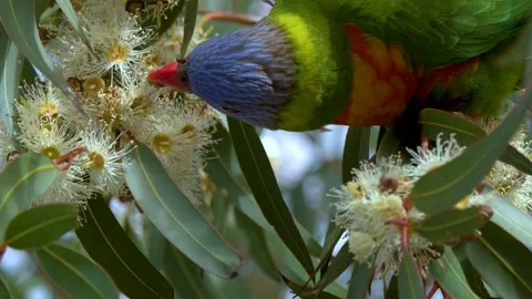 Rainbow Lorikeet Feeding on Eucalyptus Tree Flowers in Australia Stock Footage 341649024