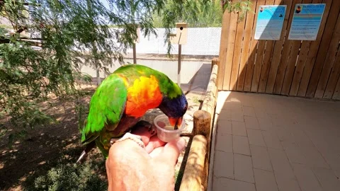 RAINBOW LORIKEET FEEDING 스톡 동영상 186736641