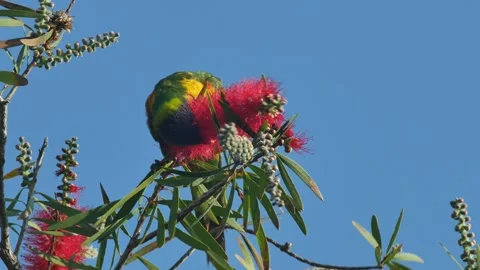 Rainbow lorikeet feeding on nectar within bottlebrush flowers Video stock 296271839