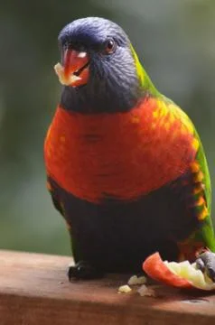 A rainbow lorikeet feeding off a slice of apple. Stock Photos