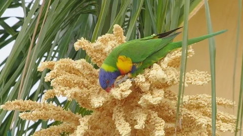 Rainbow lorikeet feeding on a tree Vidéo 82393736