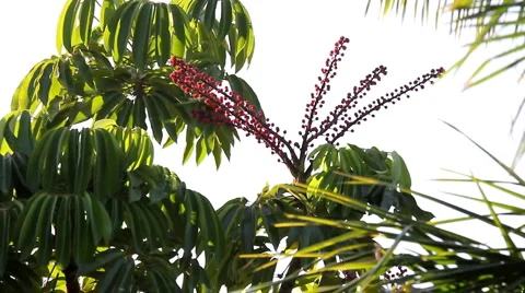 Rainbow Lorikeet Feeds on Flower Nectars on Umbrella Tree, with Sound Stock Footage 2712382