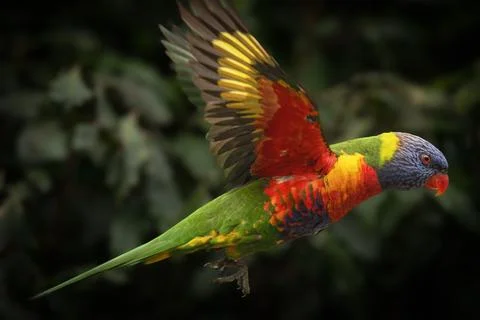 Rainbow Lorikeet Flying Stock Photos