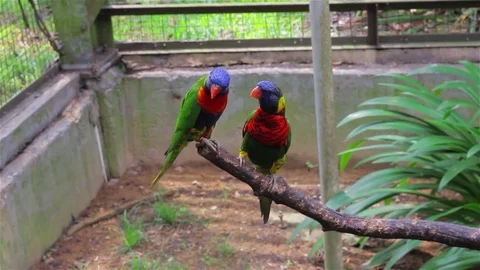 Rainbow Lorikeet. Stock Footage 80187823