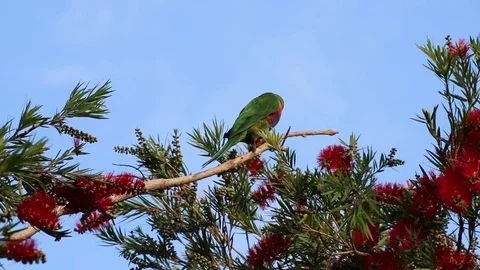 Rainbow Lorikeet Stockbeeldmateriaal 80625864