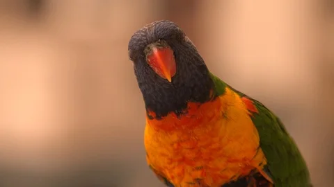 Rainbow lorikeet Stockbeeldmateriaal 119635575