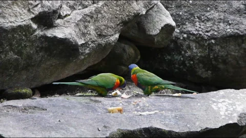 Rainbow lorikeet Stock Footage 132471090