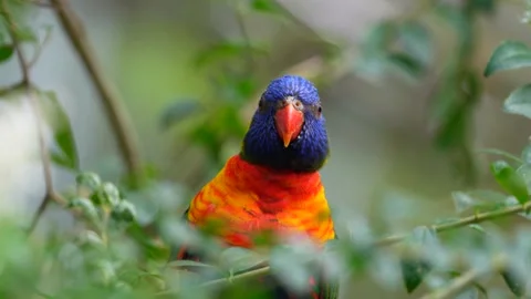 Rainbow Lorikeet Stock Footage 150555128