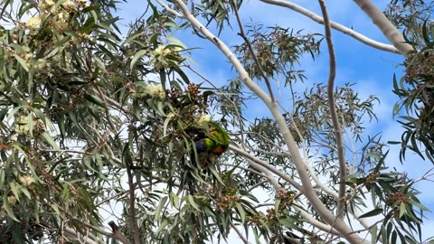 Rainbow Lorikeet Foraging in Eucalyptus Tree Branches Stock Footage 341456992
