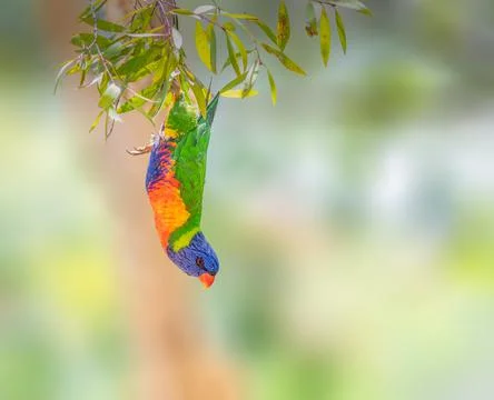 Rainbow Lorikeet hanging upside down from a branch Stock Photos