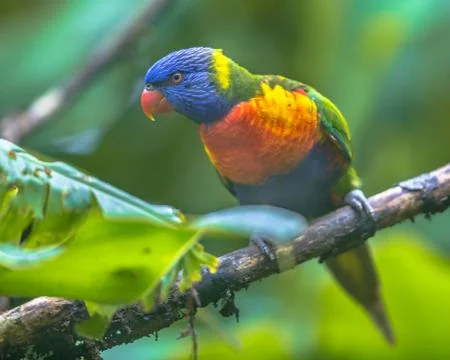 Rainbow lorikeet looking in camera Foto stock